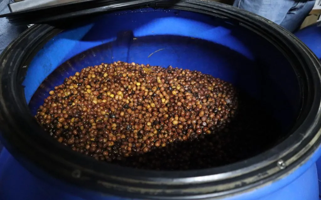 Proses fermentasi kopi yang terinspirasi dari wine Perancis
