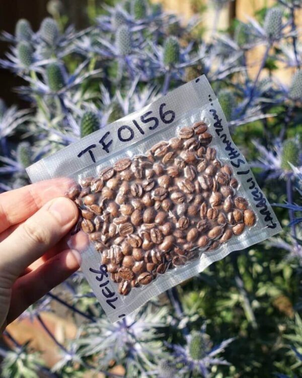 Kopi Robusta 250g