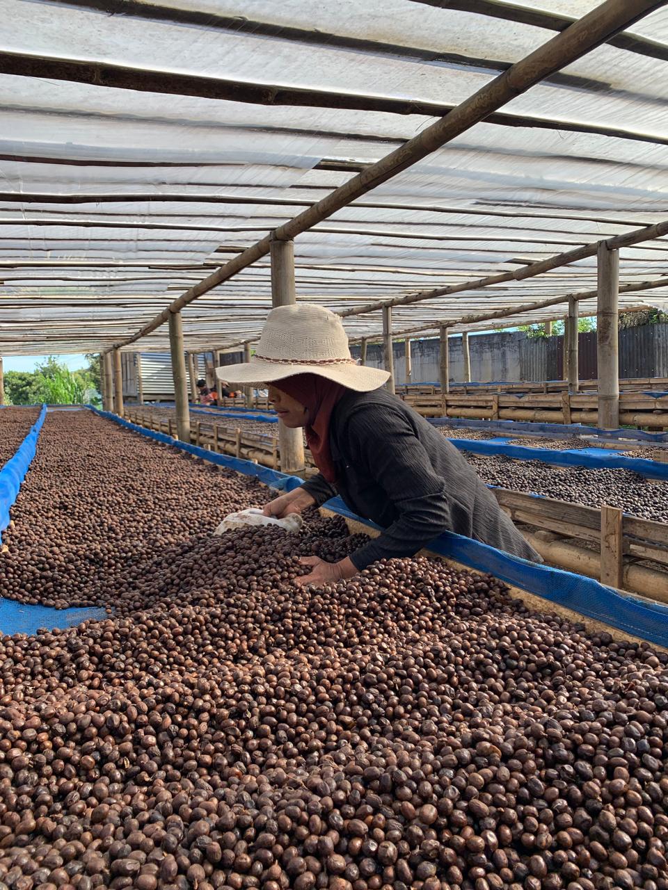 Beda Kopi Beda Waktu Resting, Kenapa?